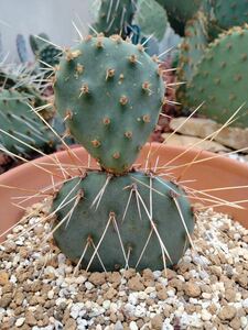 opuntia phaeacantha cv. Persimmon オプンチア サボテン 多肉植物 ウチワサボテン