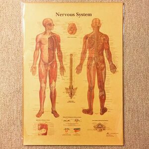 ミニポスター「NERVOUS SYSTEM　神経系」