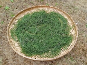 [ own made cultivation ] dry sgina500 gram ( less pesticide * less weedkiller environment )