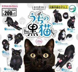 うちの黒猫　コンプリート