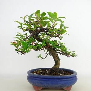 盆栽 姫榊 樹高 約17cm ひさかき Eurya japonica var. japonica ヒサカキ モッコク科 ヒサカキ属 常緑樹 観賞用 小品 現品