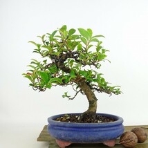 盆栽 姫榊 樹高 約17cm ひさかき Eurya japonica var. japonica ヒサカキ モッコク科 ヒサカキ属 常緑樹 観賞用 小品 現品_画像2