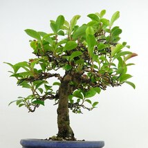 盆栽 姫榊 樹高 約17cm ひさかき Eurya japonica var. japonica ヒサカキ モッコク科 ヒサカキ属 常緑樹 観賞用 小品 現品_画像5