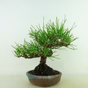 盆栽 松 黒松 樹高 約19cm くろまつ Pinus thunbergii クロマツ マツ科 常緑針葉樹 観賞用 小品 現品