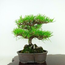 盆栽 松 黒松 樹高 約23cm くろまつ Pinus thunbergii クロマツ マツ科 常緑針葉樹 観賞用 現品_画像1