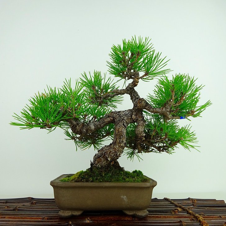 盆栽松黒松樹高約23cm くろまつPinus thunber | JChere雅虎拍卖代购