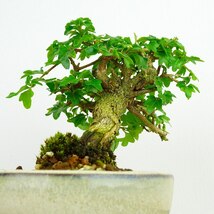 盆栽 匂い楓 樹高 約9cm においかえで Premna japonica ニオイカエデ クマツヅラ科 落葉樹 観賞用 小品 現品_画像3