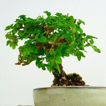 盆栽 匂い楓 樹高 約9cm においかえで Premna japonica ニオイカエデ クマツヅラ科 落葉樹 観賞用 小品 現品_画像5