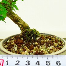 盆栽 匂い楓 樹高 約9cm においかえで Premna japonica ニオイカエデ クマツヅラ科 落葉樹 観賞用 小品 現品_画像6