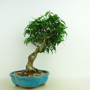 盆栽 小性梅 樹高 約24cm こしょうばい Ilex serrata var.subtilis コショウバイ モチノキ科 落葉樹 観賞用 現品