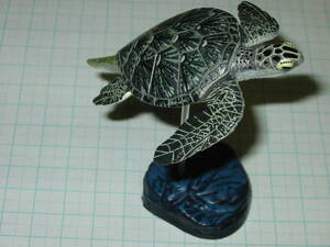 カロラータ COLORATA★「クロウミガメ」（黒海亀、Chelonia mydas agassizii）BLACK SEA TURTLE