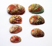 貝ガラ　貝殻　天然採取　トコブシ（ながれこ）7個（a-03)_画像1