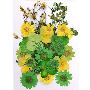  этот день отправка засушенный цветок Mix зеленый * оттенок желтого 14×10cm размер 1 листов 2209 pf31