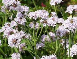 宿根バーベナ　バーベナ　小花　淡い紫可愛い　宿根草　多年草　イングリッシュガーデン　プランター　花壇　花　苗　花苗