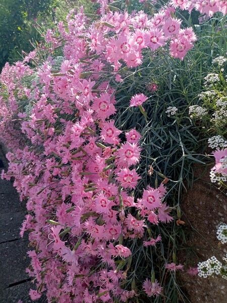 タツタナデシコ ライオンロック　撫子　なでしこ　宿根草　多年草　花　苗　花苗　エディブルフラワー　グランドカバー　花壇　プランター