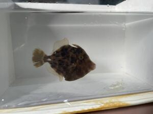 ★着払い ★海水魚　カワハギ　3〜5㎝　2匹セット