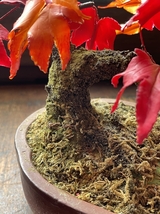 ビンテージ 盆栽 紅葉 もみじ 造花 陶器製 鉢 飾り 置物 インテリア コレクション 花 Aa637_画像7