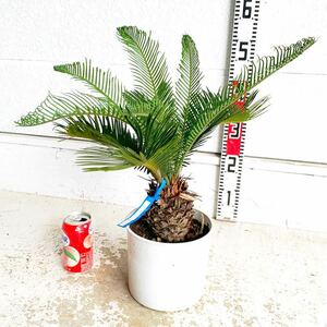 新芽　ソテツ　約:40cm 【sago palm/蘇鉄/そてつ/ヤシの木/庭木/お祝い/幹太/南国風/ドライガーデン/ドラセナ】243055