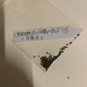 ♪花サボテン♪種子♪ WM交配♪現物　最終放出♪ ((黄花短毛丸×(白檀sp×ウォーターメロン))×白陽丸♪2