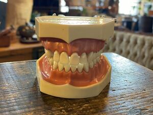 【81】歯の模型dental study model D6D-503デンタルオーラル歯科医院(検)置物オブジェ噛み合わせ機歯科技工士人体模型人工歯C78