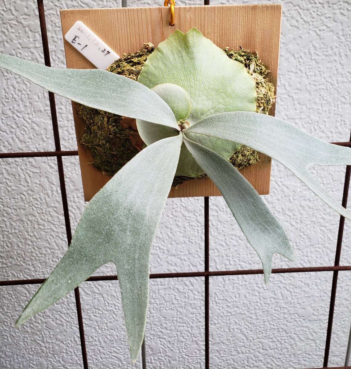 ヤフオク! -「ビフルカツム」(ビカクシダ、コウモリラン) (観葉植物)の