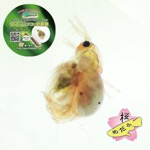【桜めだか】タマミジンコ 乾燥卵カプセル_画像3