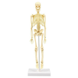 【5個セット】 ARTEC 人体骨格模型 30cm ATC93608X5