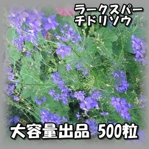 送料無料 ラークスパー/チドリソウ 一重咲き 大容量出品 500粒 花の種 2023年採種 2023561