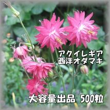 送料無料 アクイレギア/西洋オダマキ 濃ピンク 宿根草 30粒 花の種 2023年採種 2023361_画像1