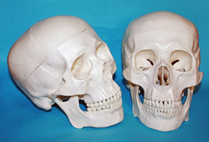 頭蓋模型/ 標準型モデル 実物大20㎝「頭蓋冠・頭蓋底・下顎」３分解モデル