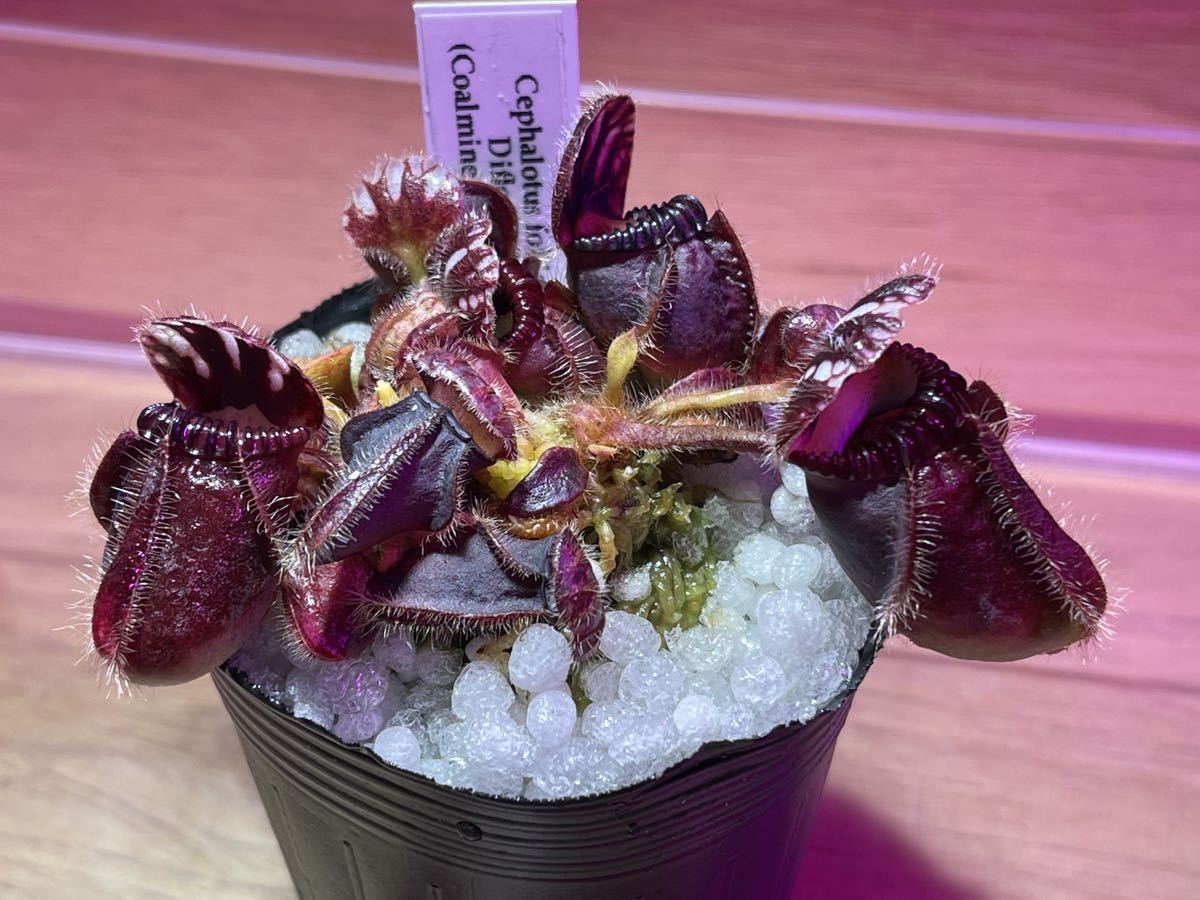 ヤフオク! -「食虫植物 セファロタス」(その他) (苗)の落札相場・落札価格