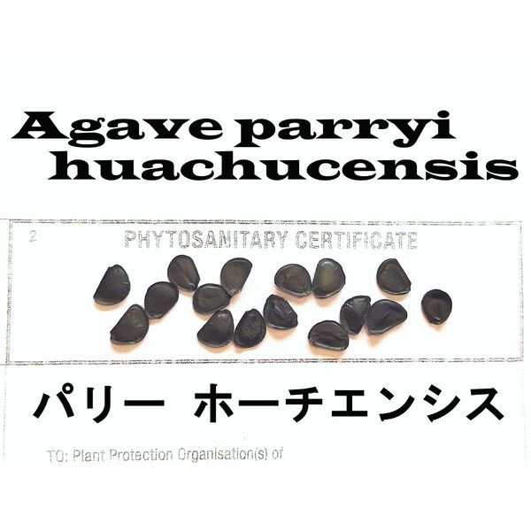 11月入荷 10粒+ パリー ホーチエンシス 吉祥天 植物検疫証明書あり 種 種子