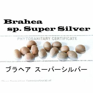 10月入荷 100粒+ ブラヘア スーパーシルバー 種 種子 証明書あり アルマータ