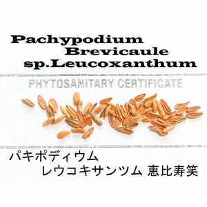 10月入荷 100粒+ パキポディウム ブレビカウレ 恵比寿笑 種子 種 証明書