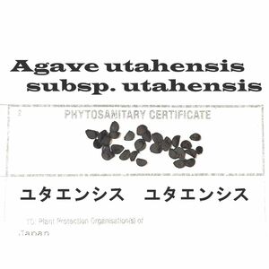 8月入荷 50粒+ アガベ ユタエンシス 証明書あり 種 種子