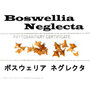 8月入荷 5粒 Boswellia neglecta ボスウェリア ネグレクタ 種子 種