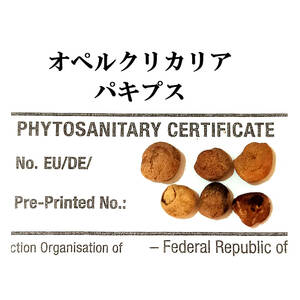 【本物】8月入荷 20粒 オペルクリカリア パキプス 種子 種 証明書