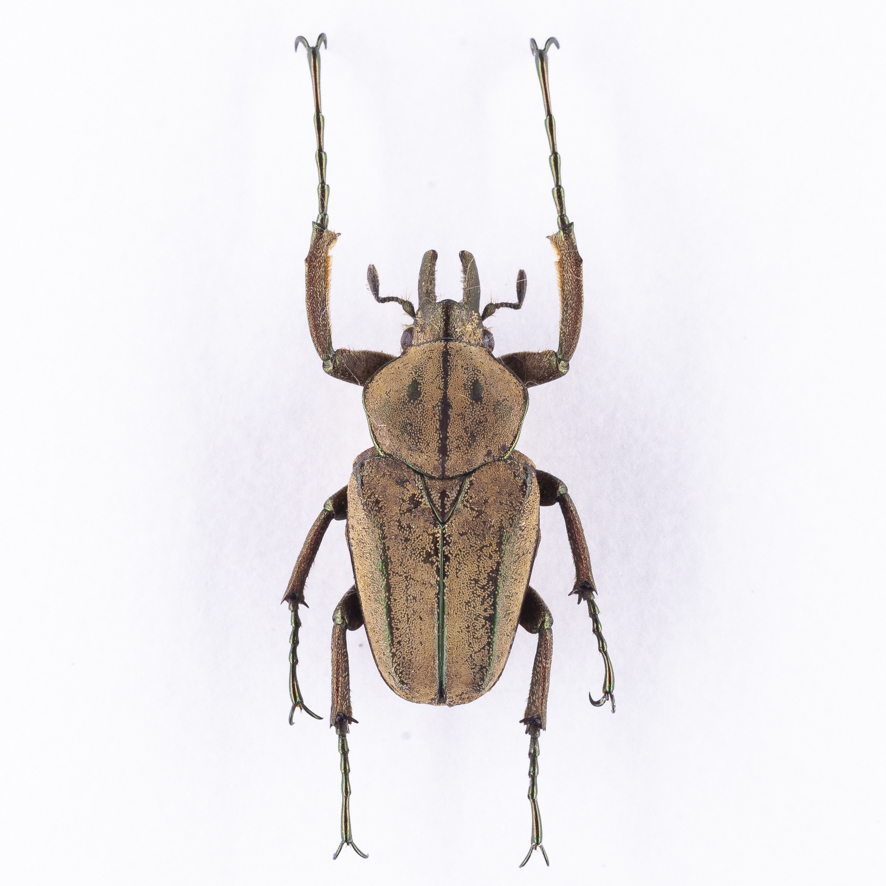 2019,4/21 新着WILD カリマンタン便 最高峰!! カリマンタン産