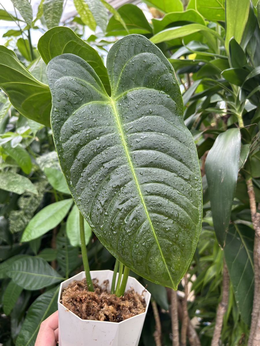 超ポイントバック祭】 アンスリウム ベイチー Anthurium veitchii 植物