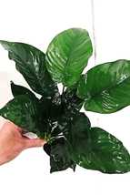 特大　アヌビアス　バルテリー　1POT Anubias barteri var. barteri_画像1