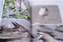 にっぽんのシギ・チドリ 旅鳥「シギチ」の知られざる魅力を凝縮!_画像4