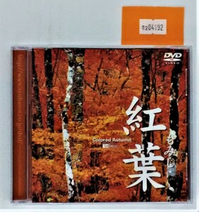 万2 04192 紅葉 - もみじ - Colored Autumn : SYNFOREST