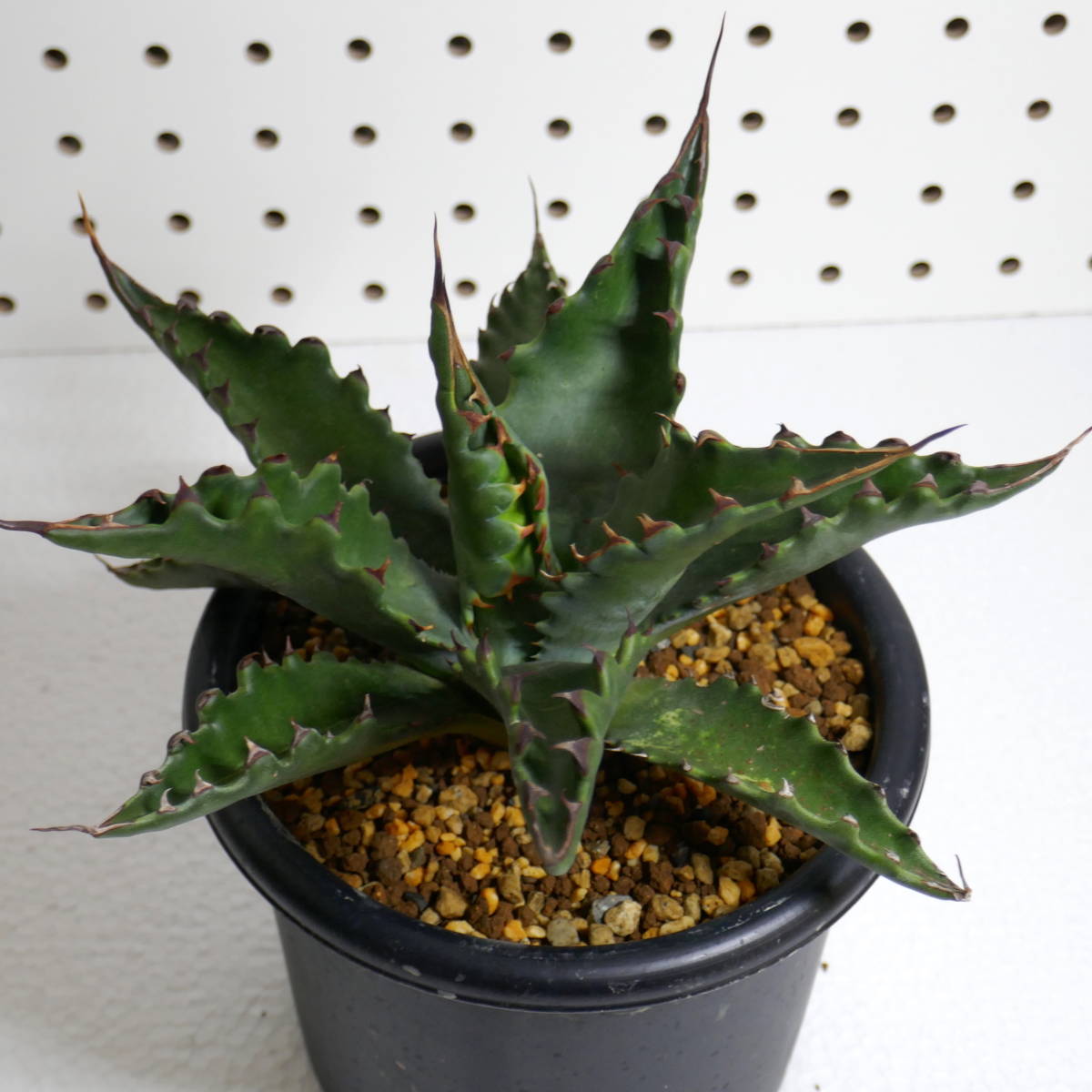 2308-15【特選 カリフォルニア輸入株（発根済） 】Agave gentryi Jaws