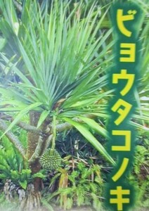 ビョウ タコノキ　苗　観葉植物　アダン 近類種