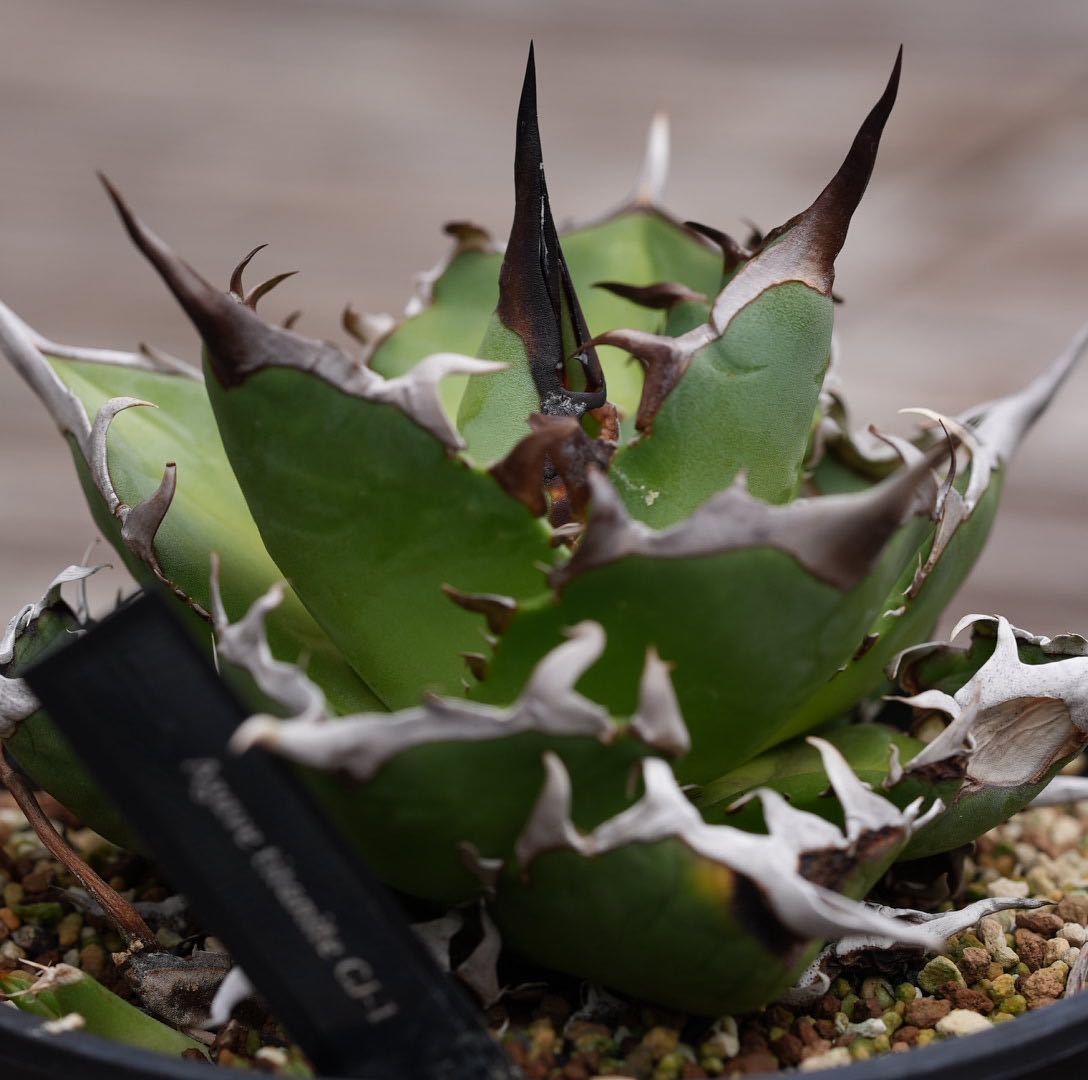 ヤフオク! -「cj-1」(観葉植物) の落札相場・落札価格