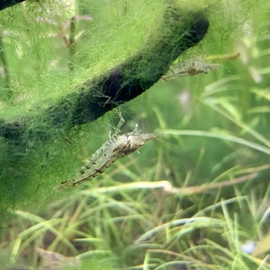 mi Nami freshwater prawn 3 pcs set * male female. . designation un- possible 