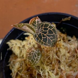 ジュエルオーキッド　アネクトキルス・ロクスバーギー ”Hong Sia” 　1POT　テラリウム　パルダリウム　コケリウム　観葉植物