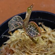 ジュエルオーキッド　アネクトキルス・ロクスバーギー ”Hong Sia” 　1POT　テラリウム　パルダリウム　コケリウム　観葉植物_画像2