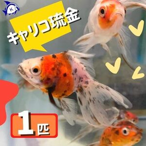 キャリコ琉金　Sサイズ　1匹　金魚　※カラー/ 雌雄の指定不可　