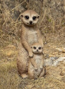 お母さんと、赤ちゃんミーアキャット彫像 ブラウン色2匹 庭園動物達 ガーデン装飾彫刻 芝生 玄関 新築祝い 贈り物 輸入品